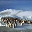 Image result for Emperor Penguin Antarctica