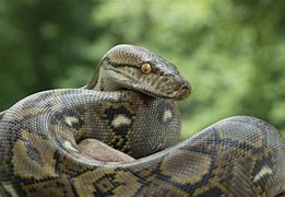 Image result for Longest Snake On Earth
