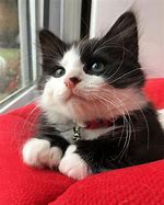 Image result for Fluffy Tuxedo Kittens