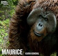 Image result for Maurice Planet of the Apes