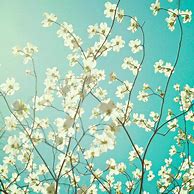 Image result for Bing Spring Flowers