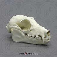 Image result for Fruit Bat Skull