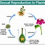 Image result for Types of Reproduction in Plants