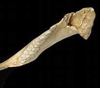 Image result for Boar Jaw