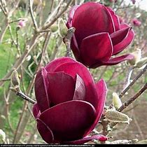 Risultato immagine per Magnolia soulangeana Genie