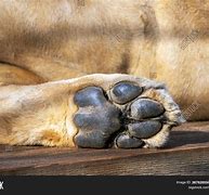 Image result for Lion Feet