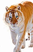 Image result for Golden Tiger Arm and Leg