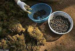 Image result for Elephant Dung Coffee
