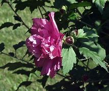 Image result for Hibiscus syriacus Melrose