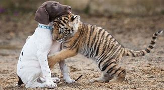 Image result for Tiger Cub and Puppy