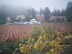 Image result for Apple Hill in Fall