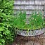 Image result for Allium Schoenoprasum Chives