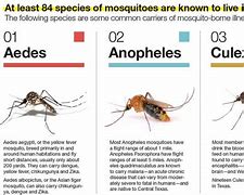 Image result for Mosquitoes Types
