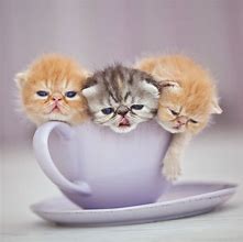 Image result for Adorable Kittens in Cups