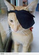 Image result for Cat Eye Patch Meme