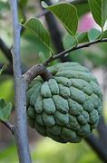 Image result for Sugar Apple Taitung