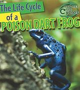 Image result for Poison Dart Frog Life Cycle