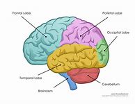 Image result for Brain Anatomy Worksheet