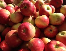 Image result for Apple the Fruit