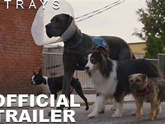 Image result for Strays the Movie Ships