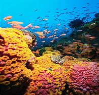 Image result for reef