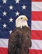 Image result for Bald Eagle with American Flag