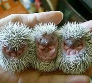 Image result for Baby Hedgehog Eating