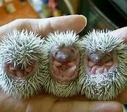 Image result for Cutest Hedgehog in the World