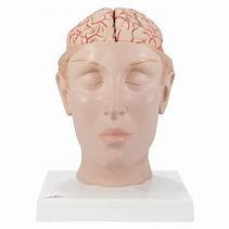 Image result for Mounted Human Head