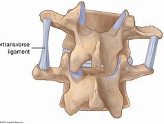 Image result for Ligaments of Cervical Spine