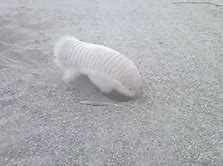 Image result for Pink Fairy Armadillo Rolled Up
