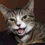 Image result for Excited Cat