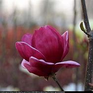 Image result for Magnolia soulangeana Genie