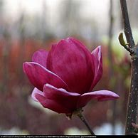 Image result for Magnolia Ghislaine