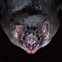 Image result for Vampire Bat Costume