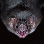 Image result for Baby Vampire Bat Cartoon