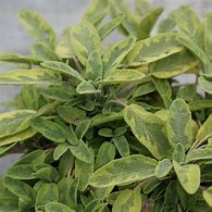 Image result for Salvia officinalis Icterina
