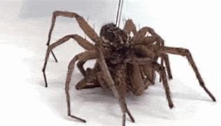 Image result for Real Camel Spider