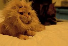 Image result for Lion King Cat