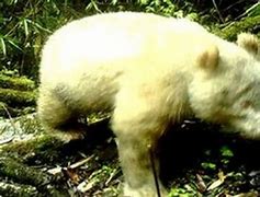 Image result for Fat Albino Panda