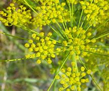 Image result for Anethum graveolens