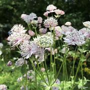 Image result for Astrantia major Buckland