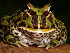 Image result for Pacman Frog Yawn
