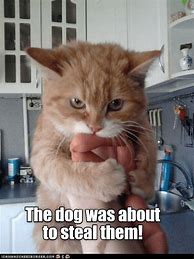 Image result for Best Cat Memes Cheezburger