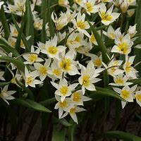 Image result for Tulipa turkestanica