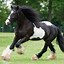 Image result for Black and White Horse Names