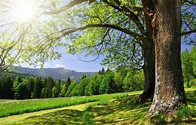 Image result for Trees