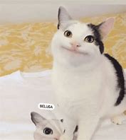 Image result for Beluga Cat