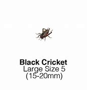 Image result for Basement Crickets