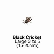 Image result for Crickets as Food
